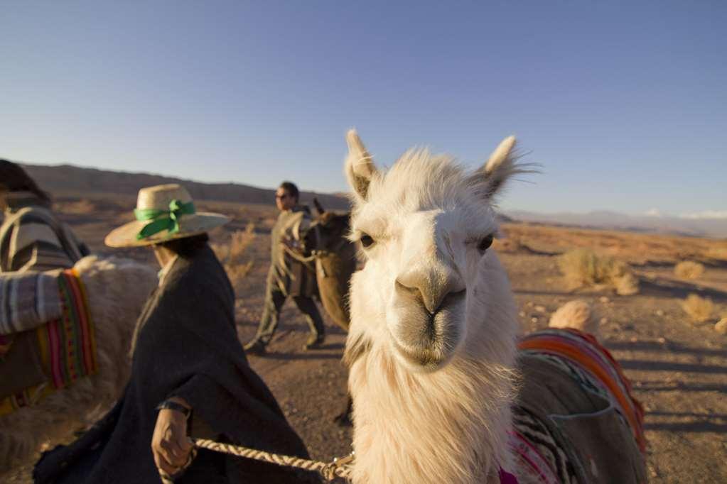 Noi Casa Atacama Otel San Pedro de Atacama Dış mekan fotoğraf